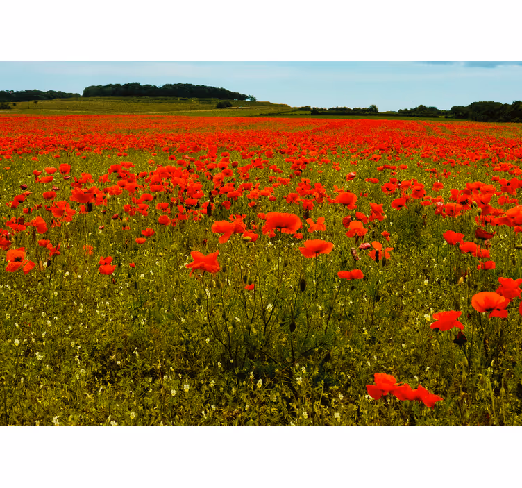 Poppy wall mural vibrant poppy field - TenStickers