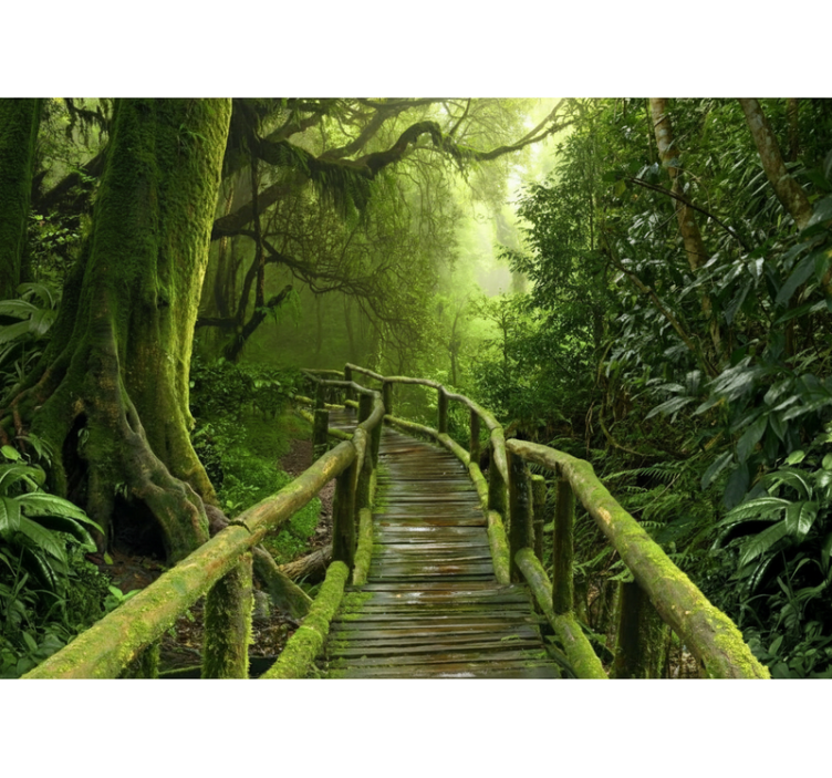 Tree blind lush mossy boardwalk - TenStickers