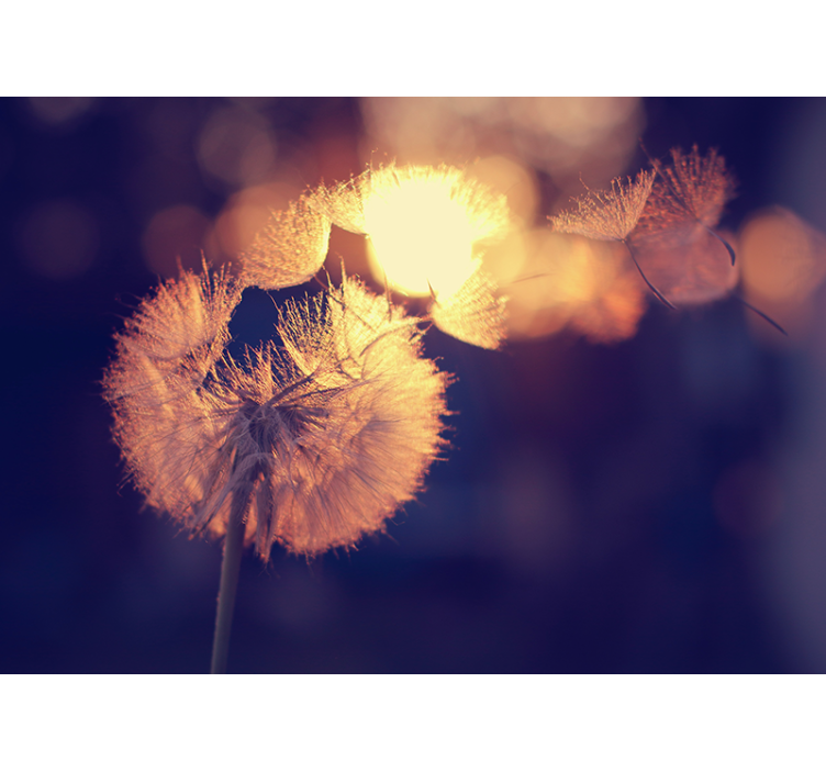 Blind kitchen dandelion design - TenStickers