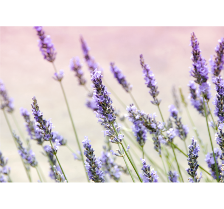 Blind kitchen lavender bouquet - TenStickers