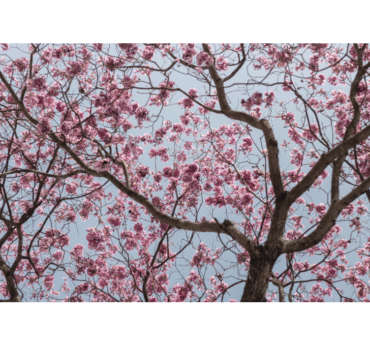 Blind kitchen beautiful pink cherry blossom tree - TenStickers