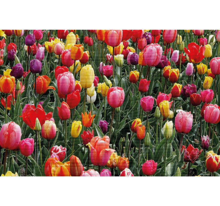 Living room blind with multiple tulips in a field - TenStickers