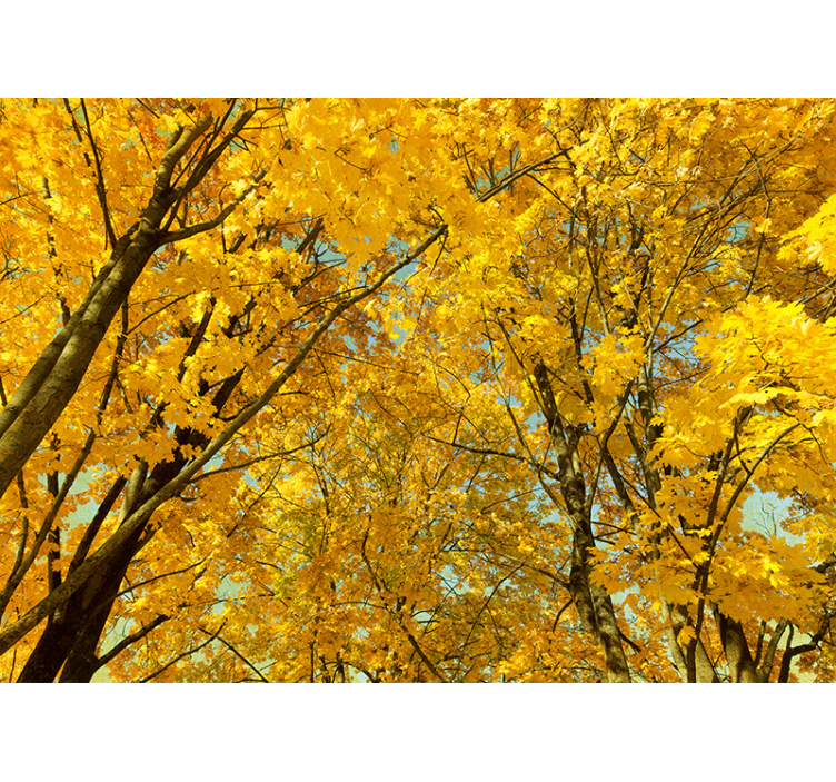 Blind yellow fall foliage - TenStickers