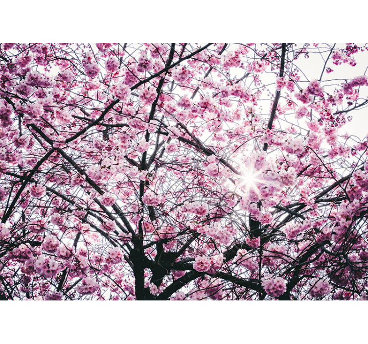 Blind pink sakura delight - TenStickers