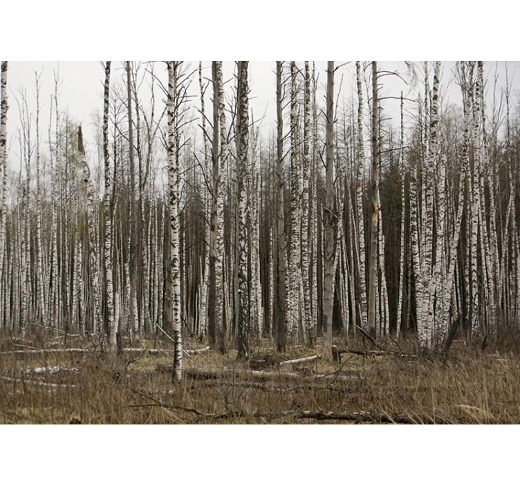Living room blind gray birch forest design - TenStickers