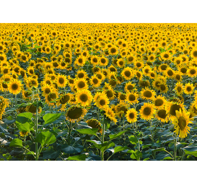 Living room blind sunflower field at sunset - TenStickers