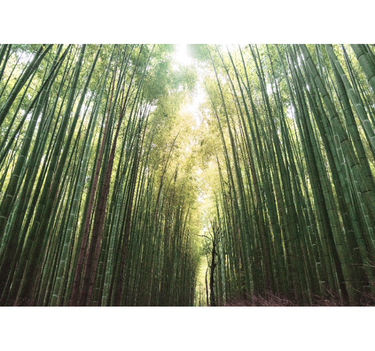 Living room blind bamboo forest tranquility - TenStickers