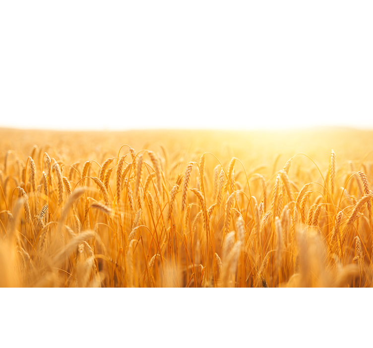 Living room blind in wheat field aesthetic colors - TenStickers
