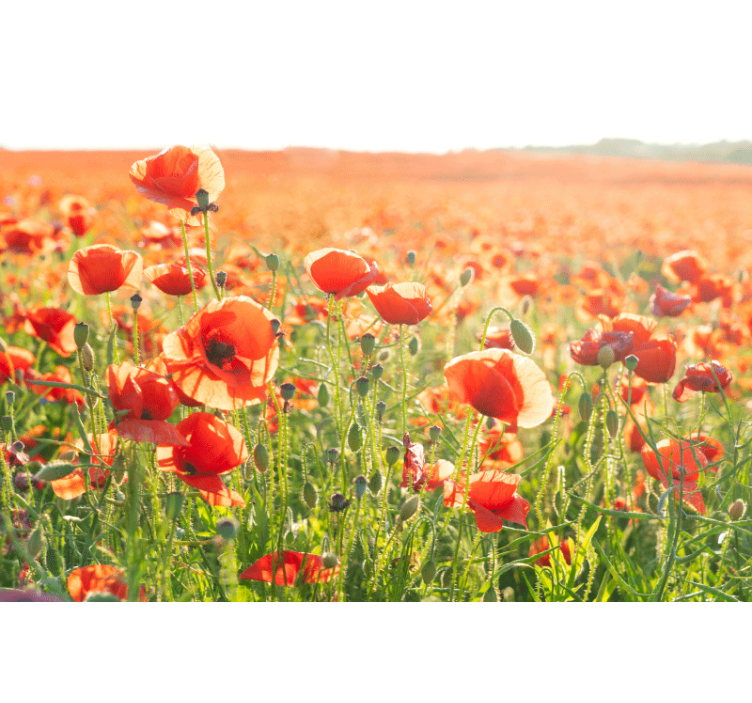 Living room blind red poppies on a sunny field - TenStickers