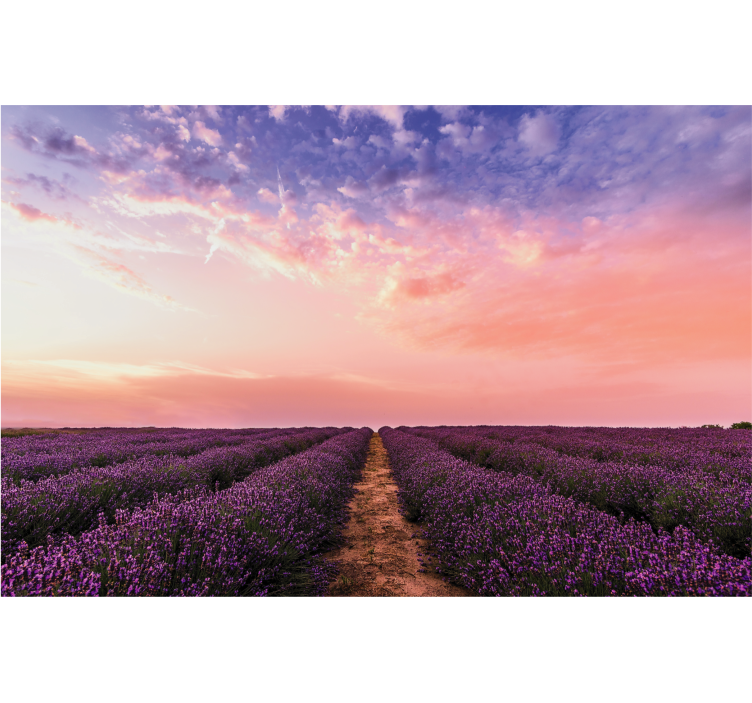 Living room blind lavender flowers in france - TenStickers