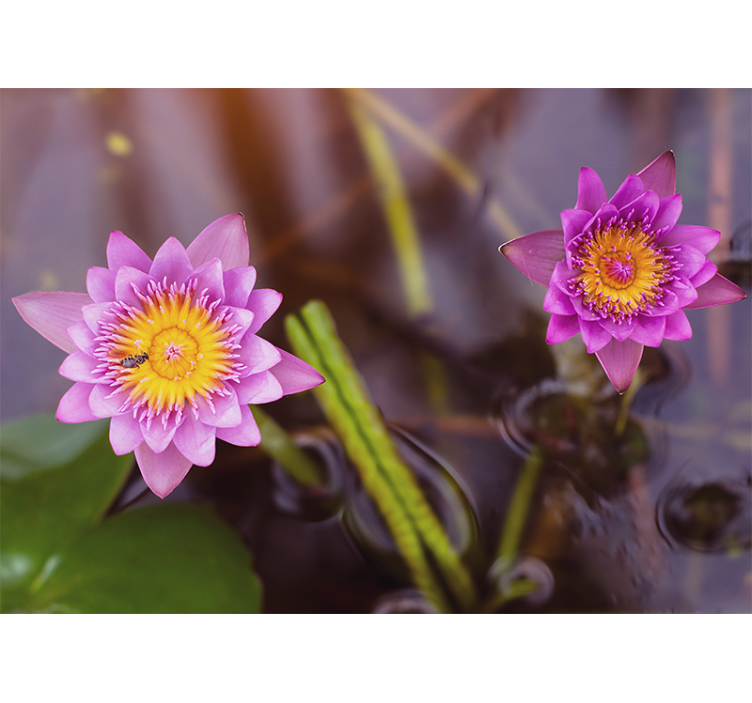 Living room blind pink purple lotus design - TenStickers