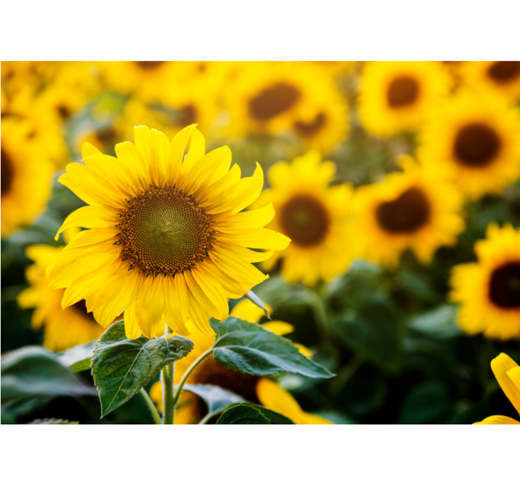Living room blind sunflower field close-up - TenStickers