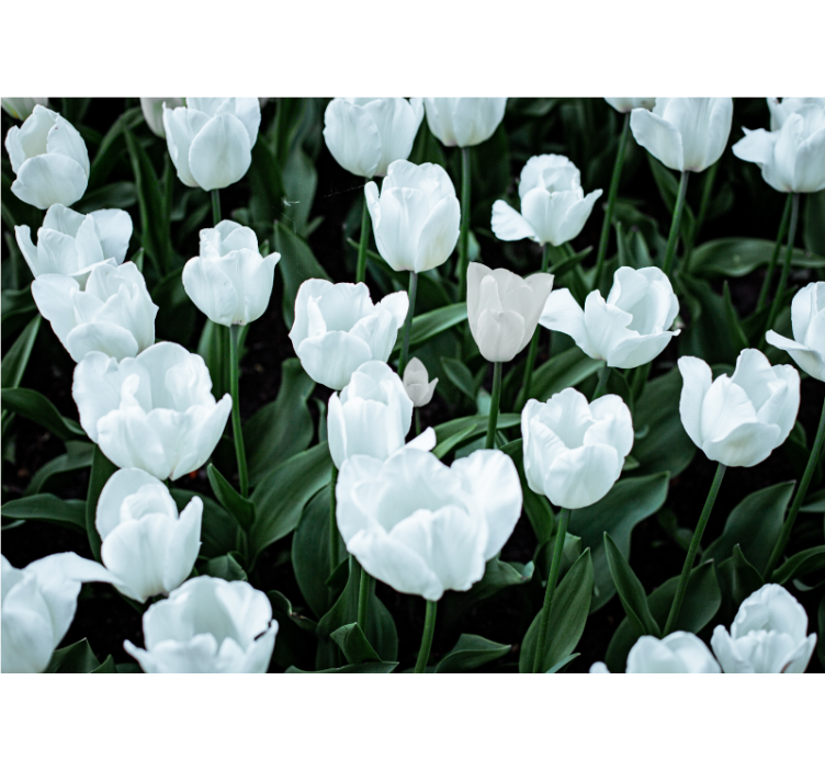 Living room blind white tulips - TenStickers