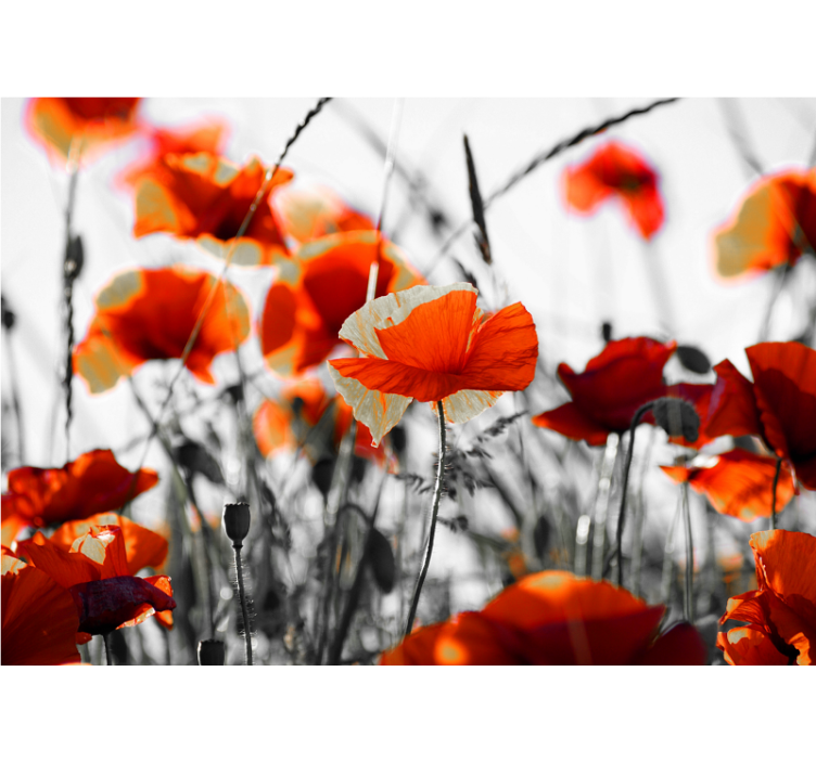 Living room blind poppy flowers red black - TenStickers