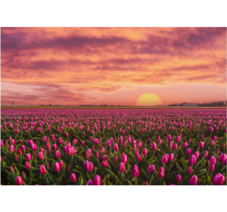Living room blind sunrise and tulips design - TenStickers