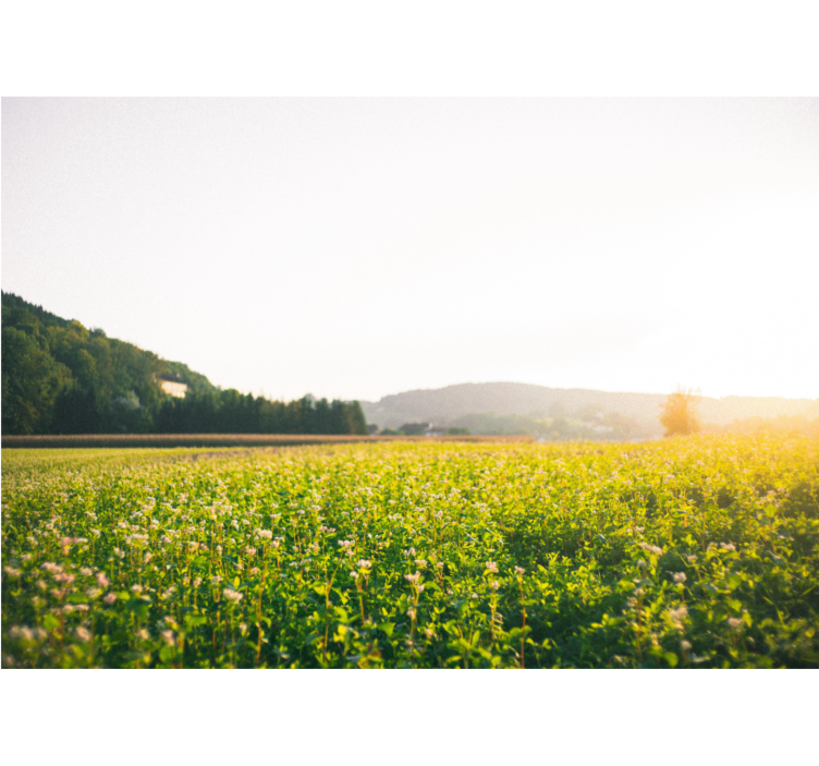 Sunny landscape and flowers living room blind - TenStickers