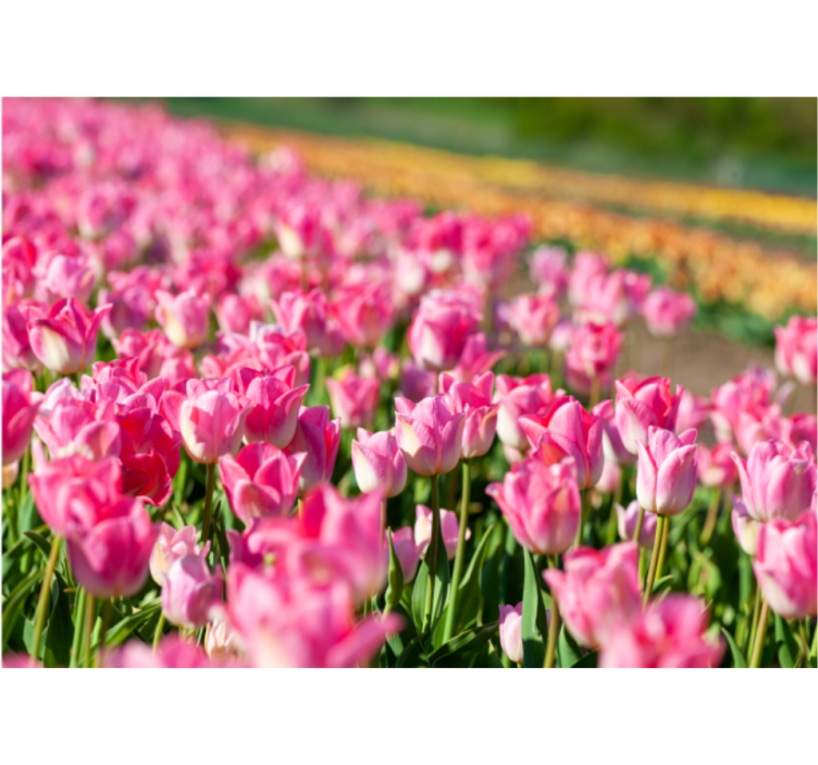 Living room blind in tulip field design - TenStickers