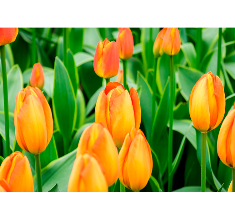 Living room blind with orange tulip flowers - TenStickers