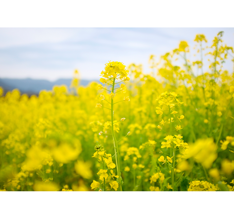 Living room blind with yellow flower field design - TenStickers