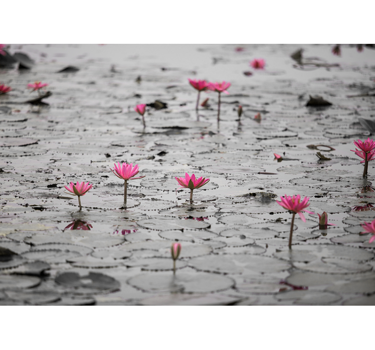 Living room blind loto flowers on water grayscale - TenStickers