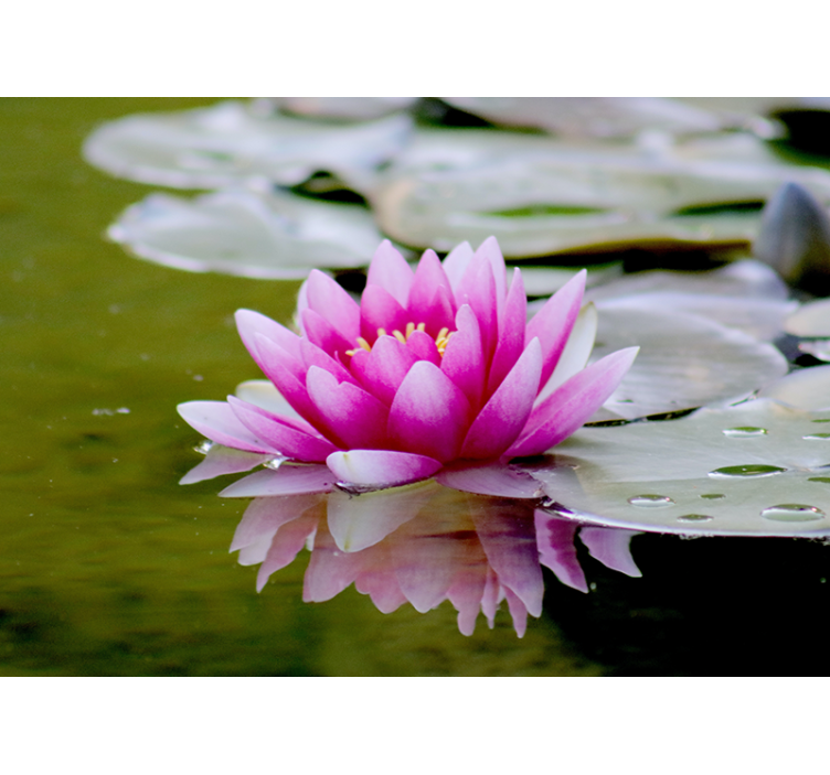 Living room blind with pink zen lotus flower - TenStickers
