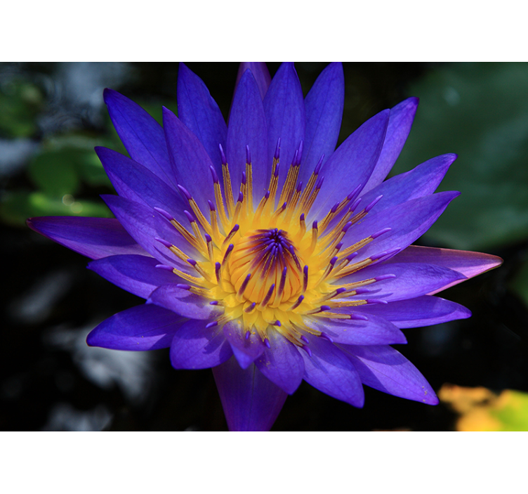 Living room blind purple lotus flower - TenStickers