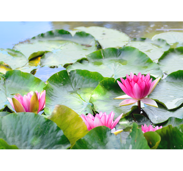Living room blind lined with lotus flowers - TenStickers