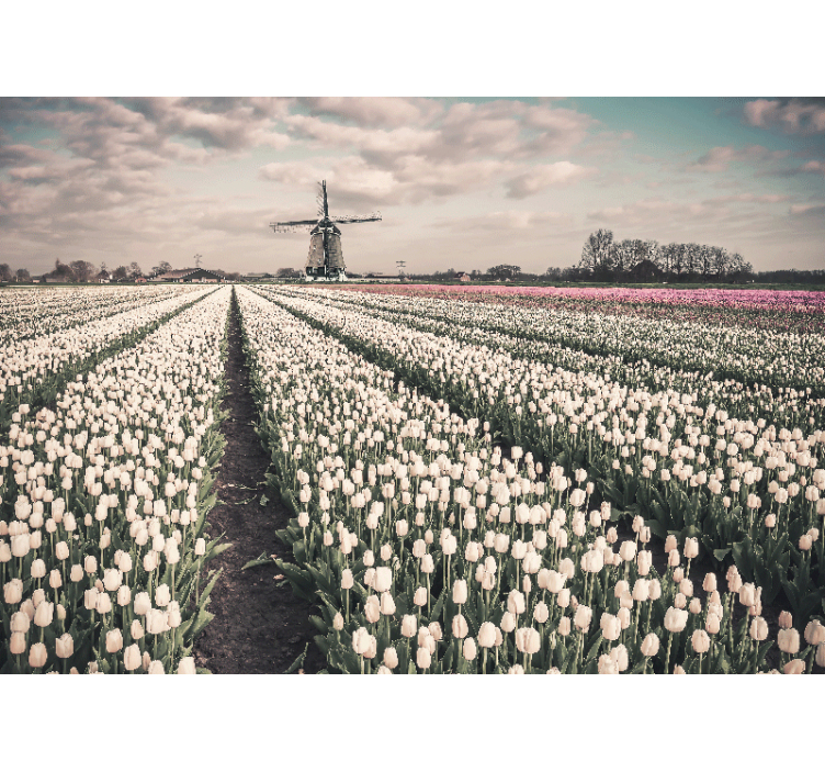 Living room blind tulip field with windmill - TenStickers