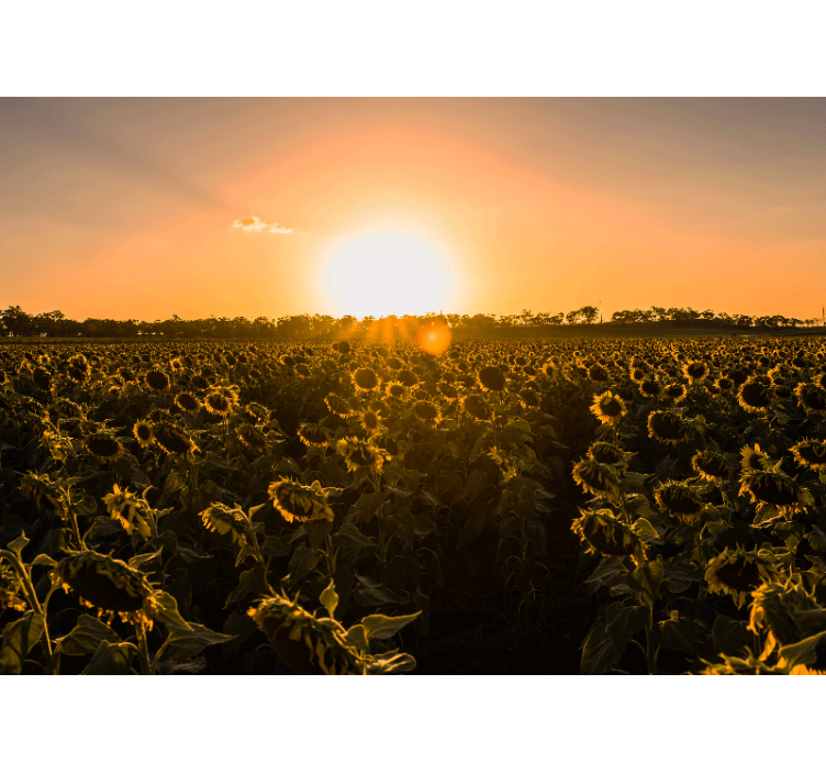 Living room blind sunflower field sunrise - TenStickers