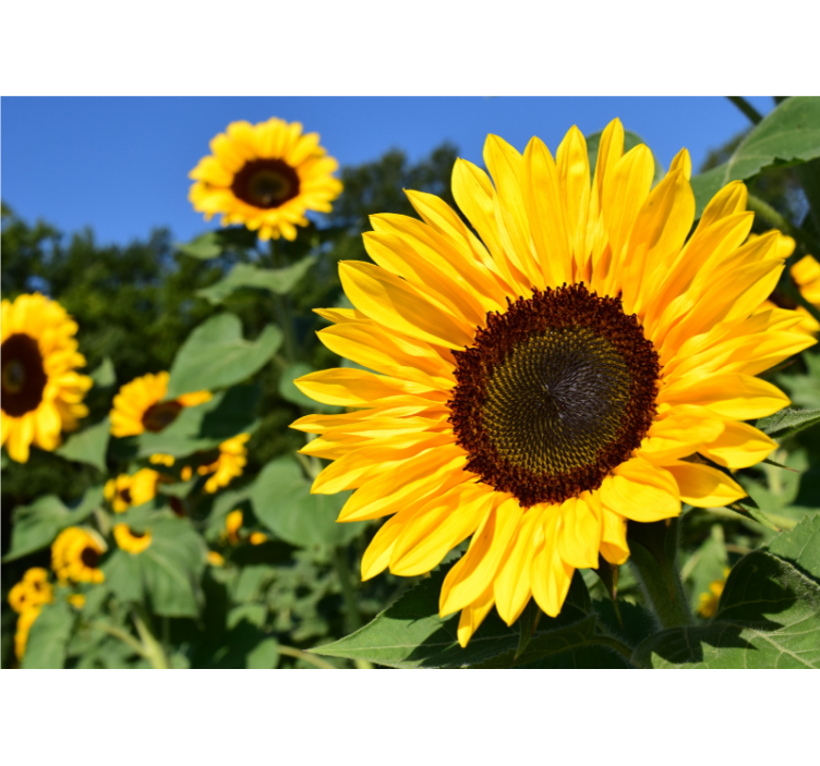 Living room blind beautiful sunflower close-up - TenStickers