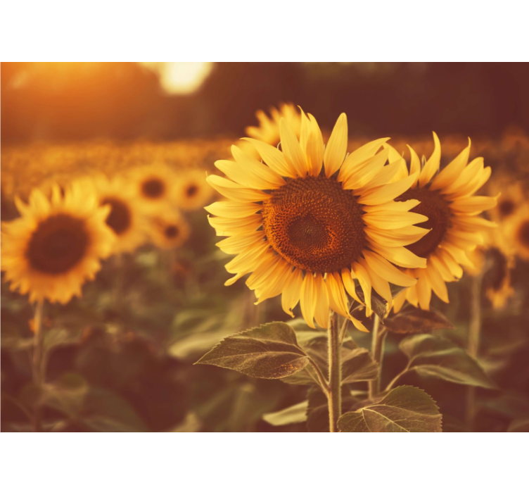 Living room blind romantic sunflower field - TenStickers