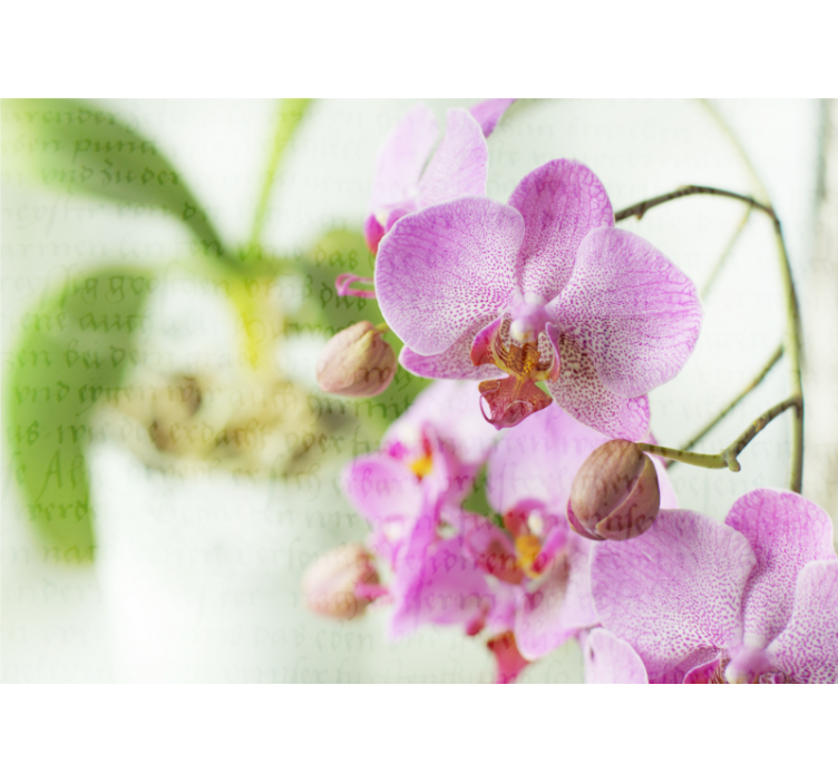 Living room blind orchid design - TenStickers