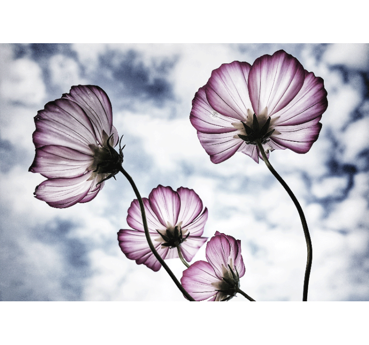 Living room blind with elegant purple cosmos design - TenStickers