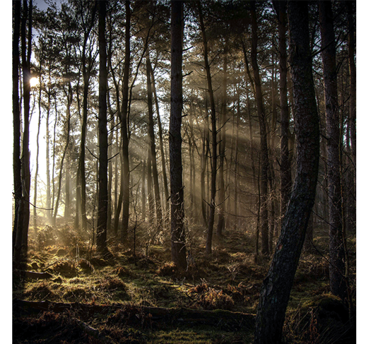 Living room blind nature sunrise in the forest - TenStickers