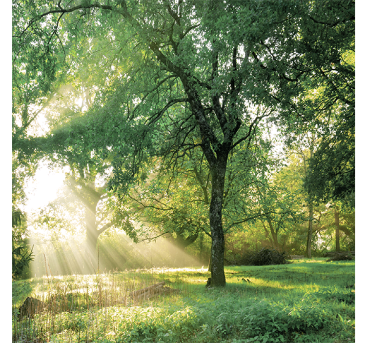 Living room blind in nature green morning forest - TenStickers