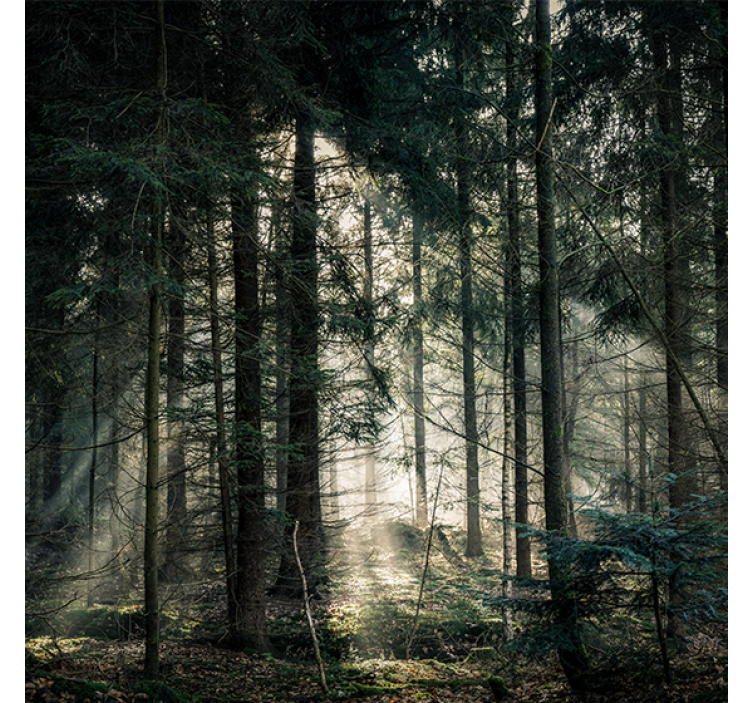 Living room blind nature forest dark tones day - TenStickers