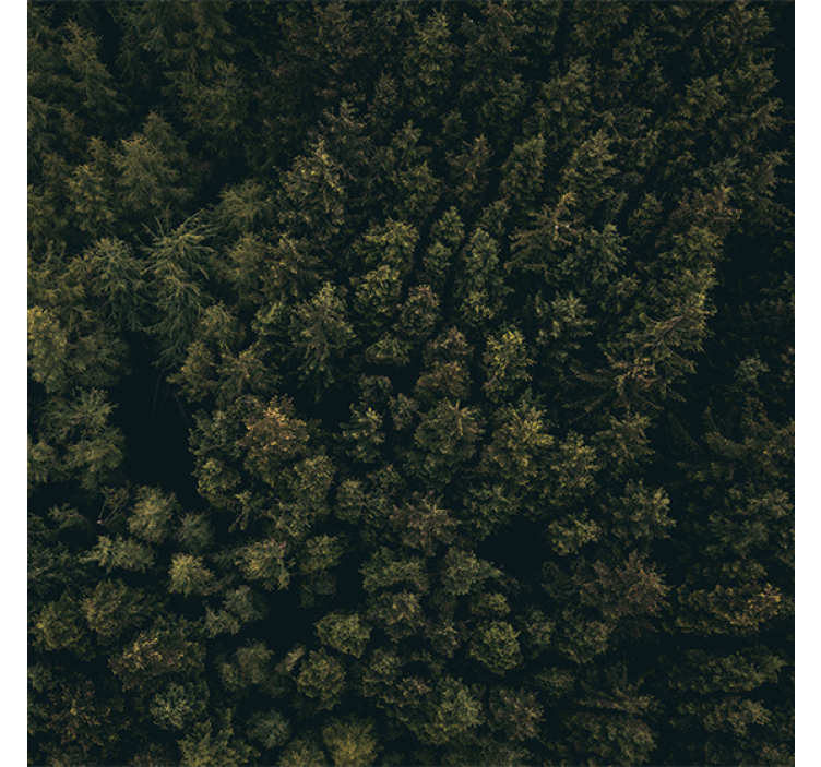 Living room blind nature aerial view of pines - TenStickers