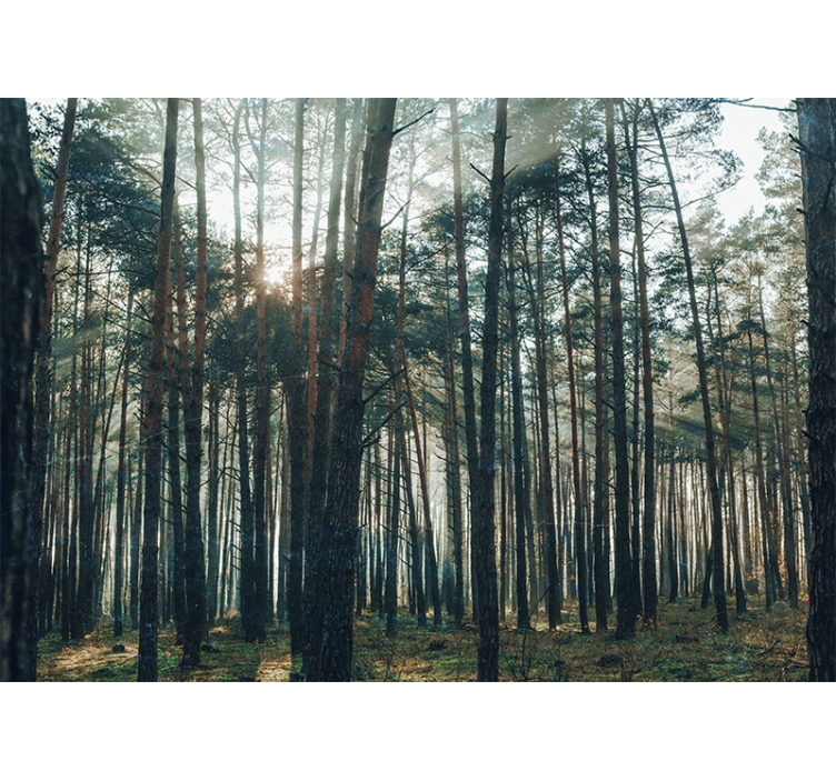 Living room blind with a beautiful pinewood forest design - TenStickers