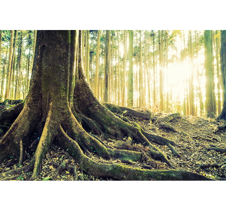 Majestic Forest Roots tree blind - TenStickers