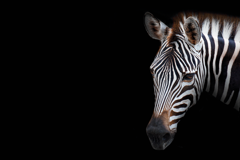 Original placemats zebra head close-up - TenStickers