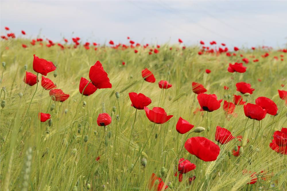 Original placemats poppy field placemats - TenStickers