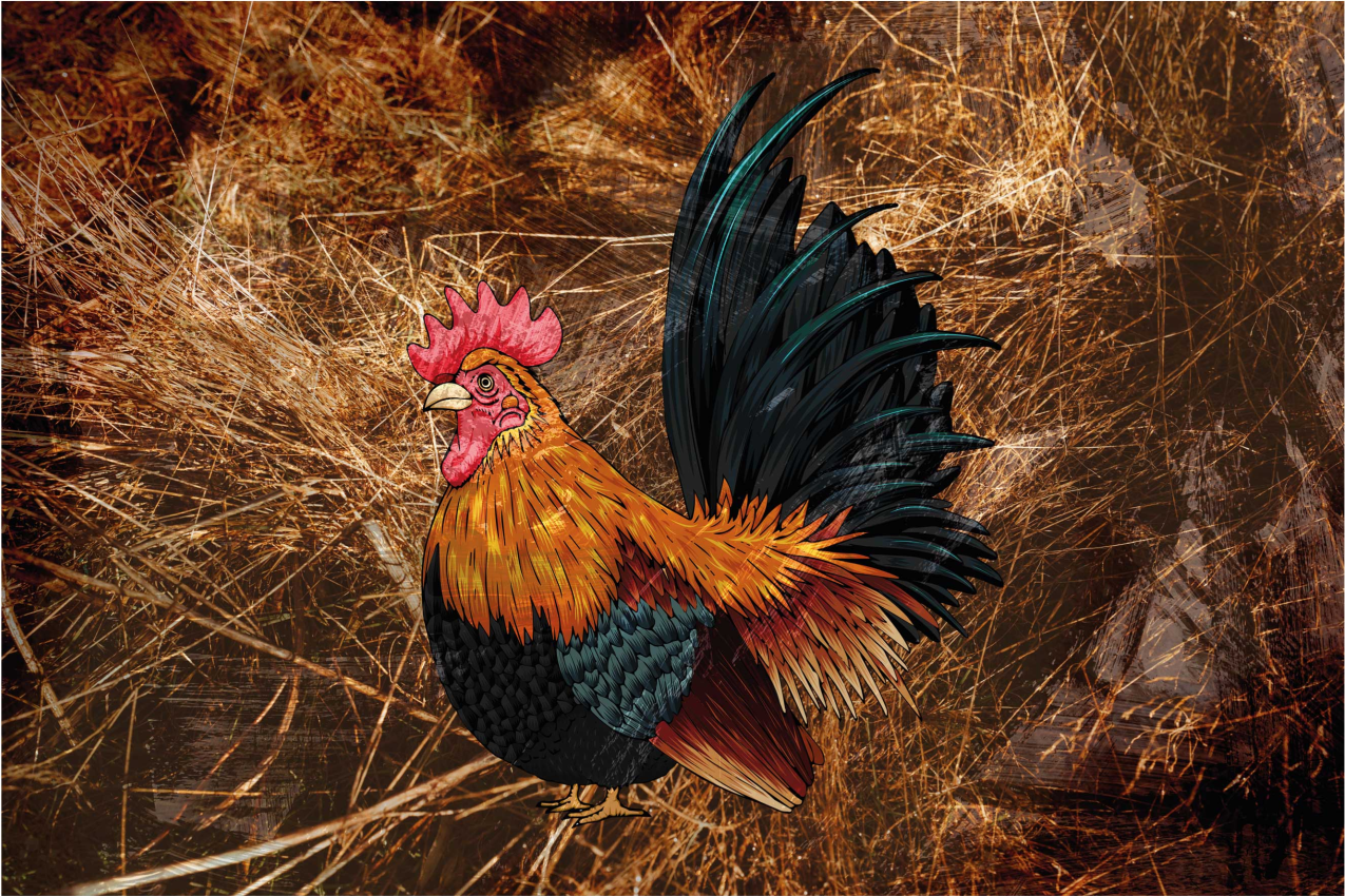 Original placemats vibrant rooster art - TenStickers