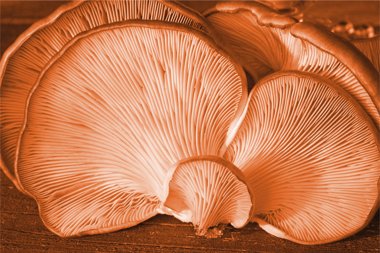 Textured placemats mushroom kitchen decor - TenStickers