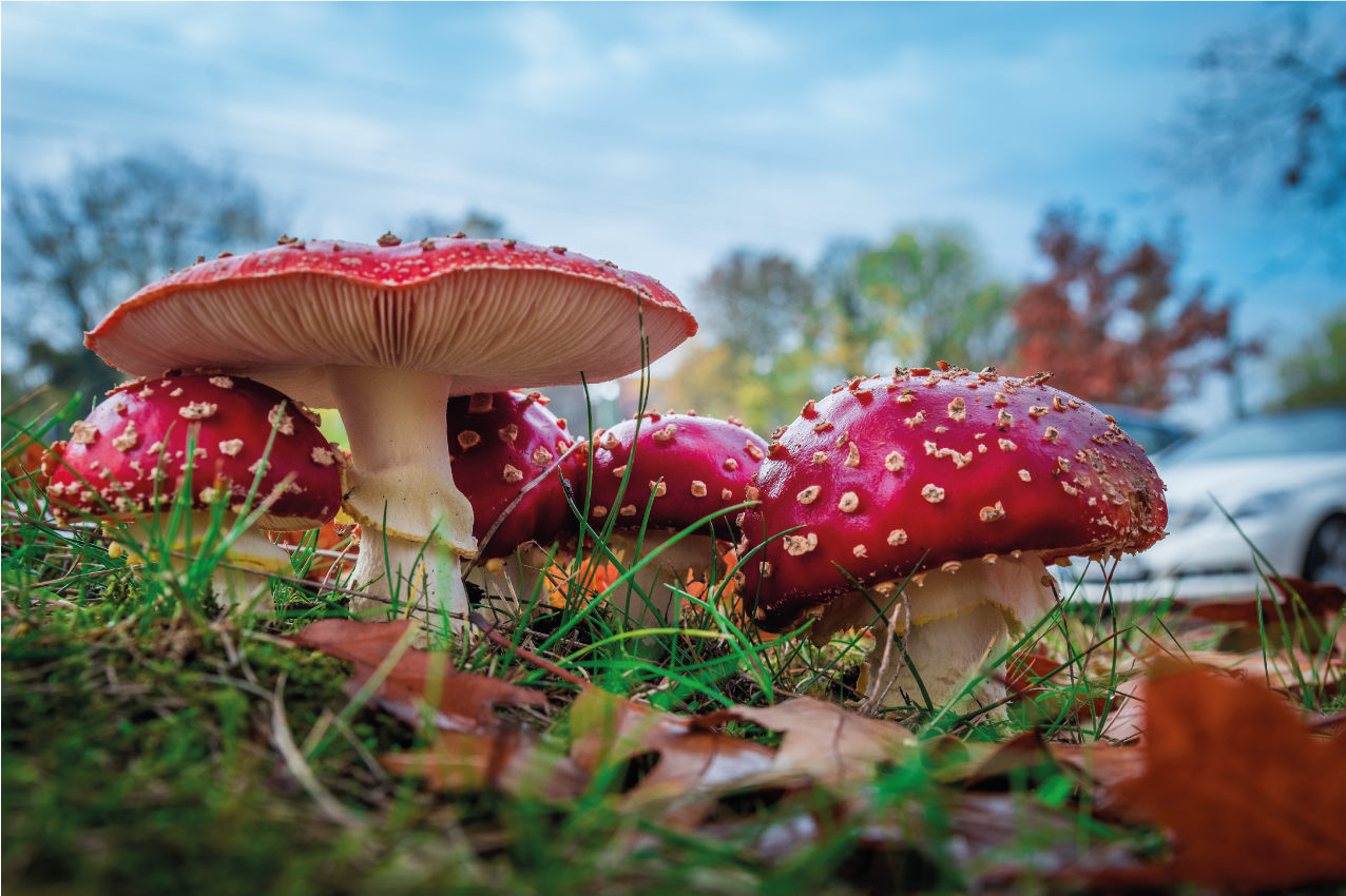 Modern placemats mushroom culinary landscape - TenStickers