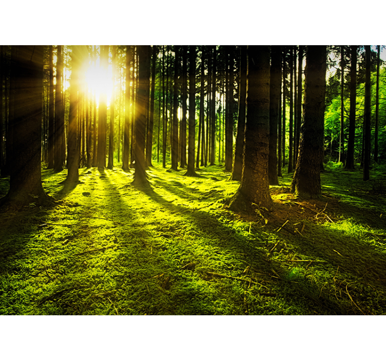 Sunlit Forest forest wall mural - TenStickers