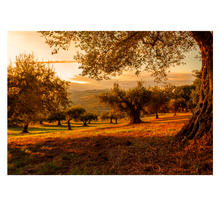 Olive trees tree wall mural - TenStickers