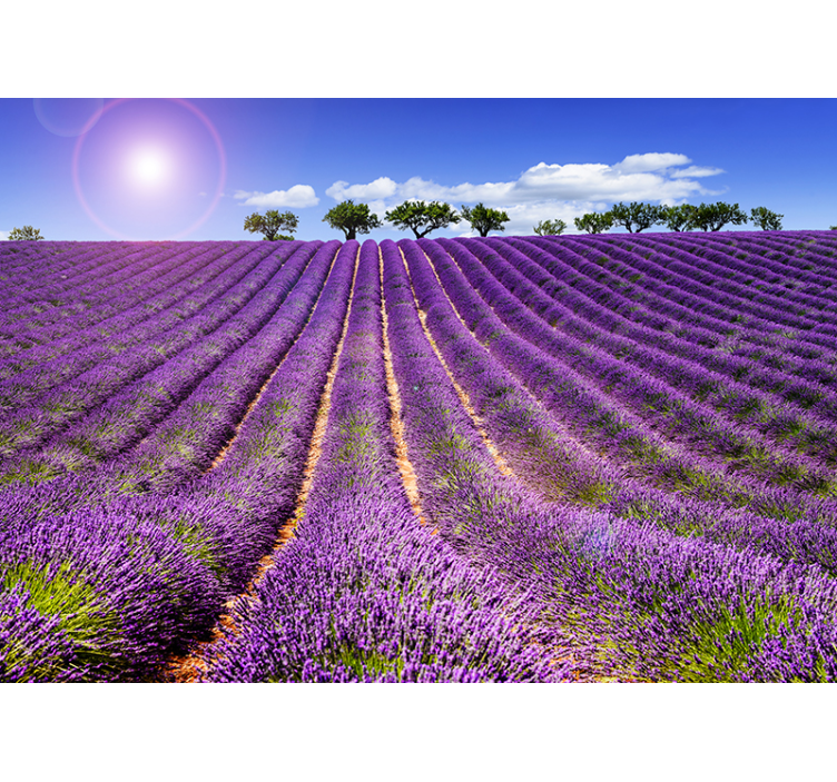 Lavender field wall mural - TenStickers