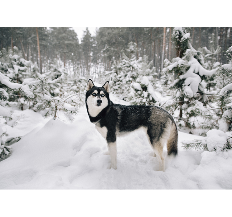 Winter forest and husky dog wall mural - TenStickers