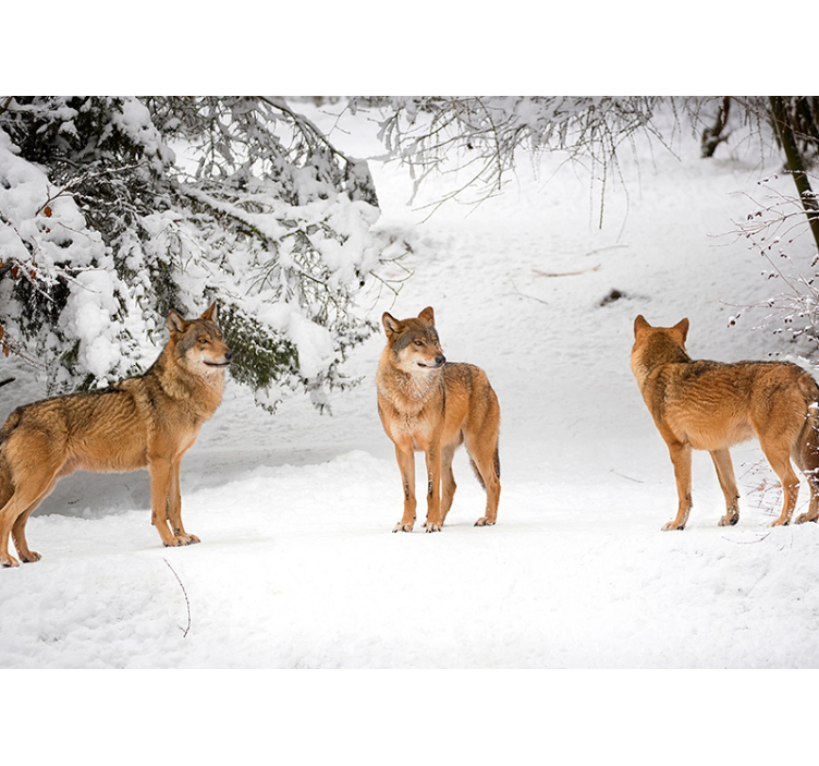 Animals wall mural wolves in snow - TenStickers