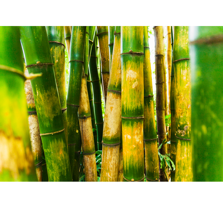 Bamboo Forest Scene living room wall mural - TenStickers